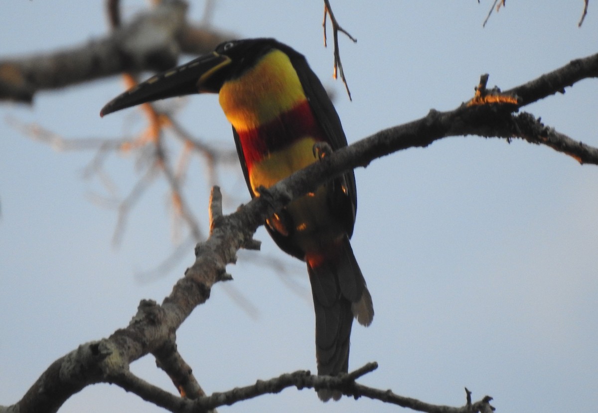 Braunohrarassari - ML646724291