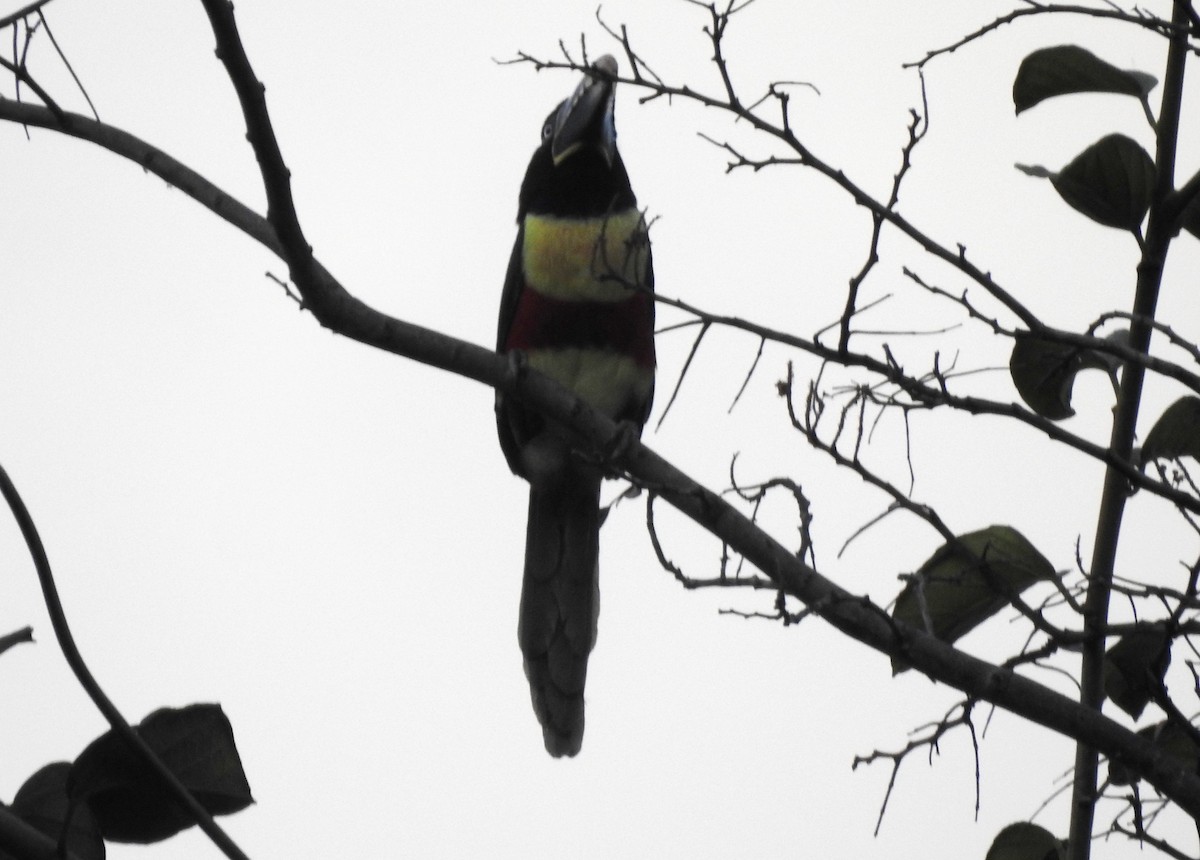 Braunohrarassari - ML646724292