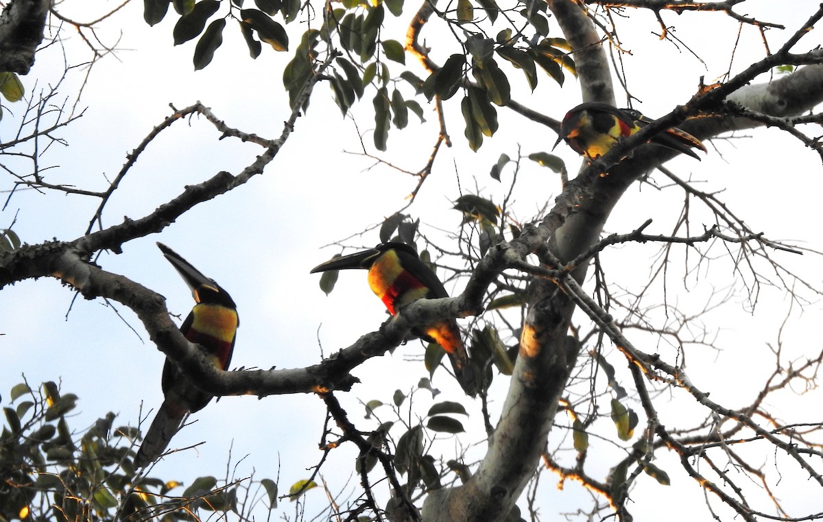 Braunohrarassari - ML646724293