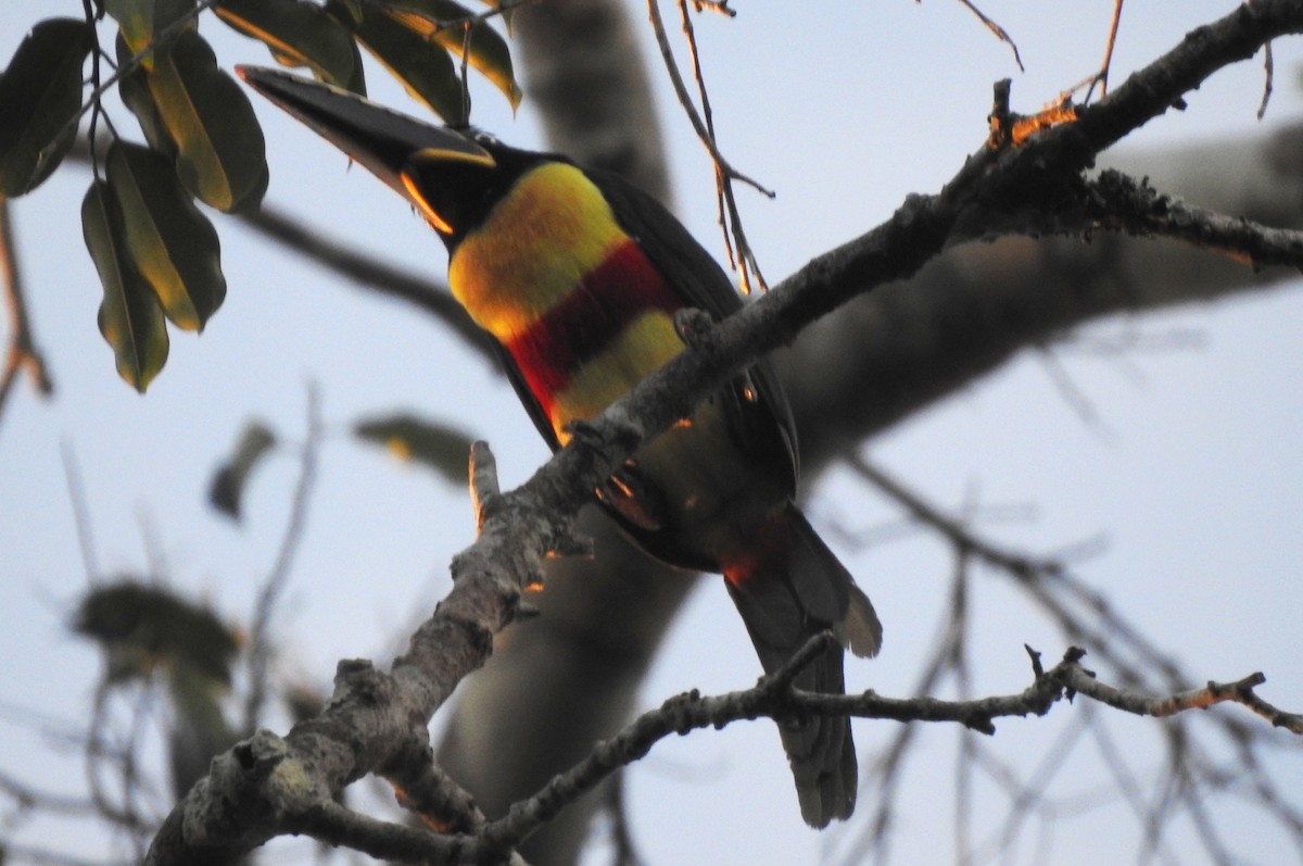 Braunohrarassari - ML646724294