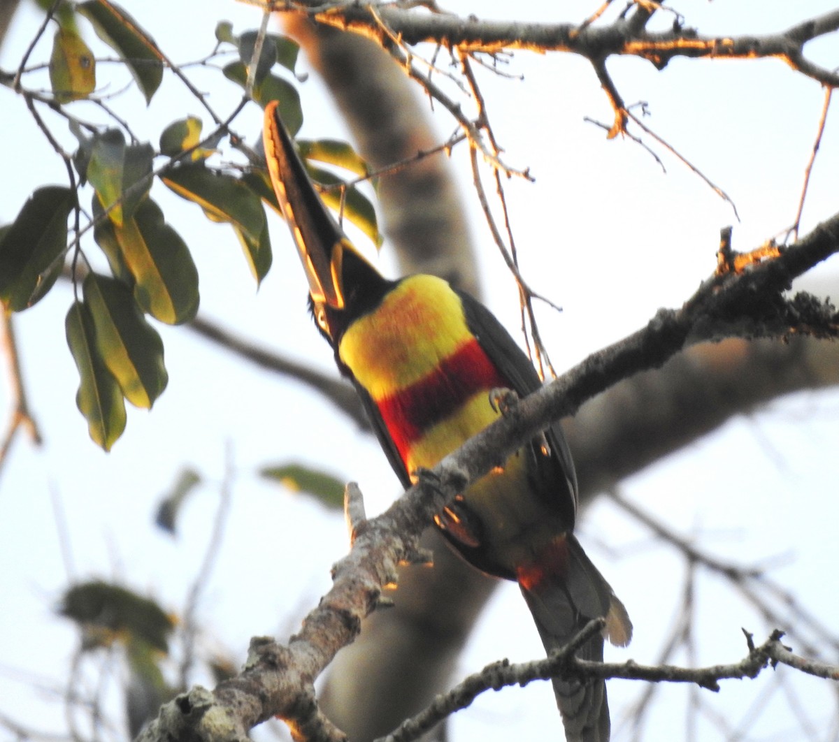 Braunohrarassari - ML646724295