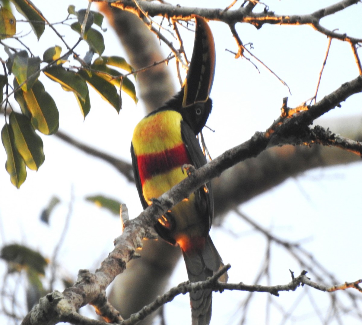 Braunohrarassari - ML646724296