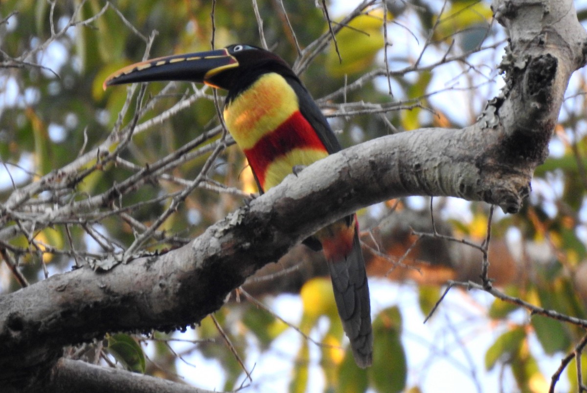 Braunohrarassari - ML646724297