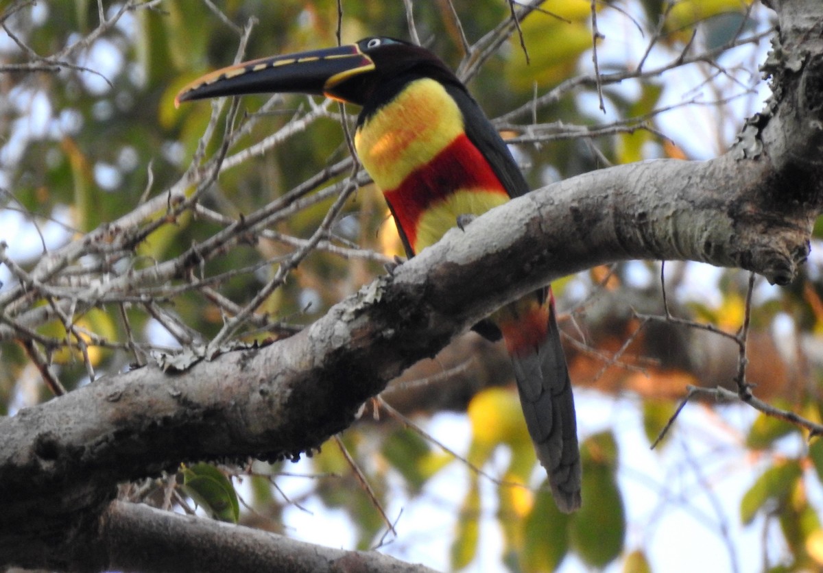 Braunohrarassari - ML646724298