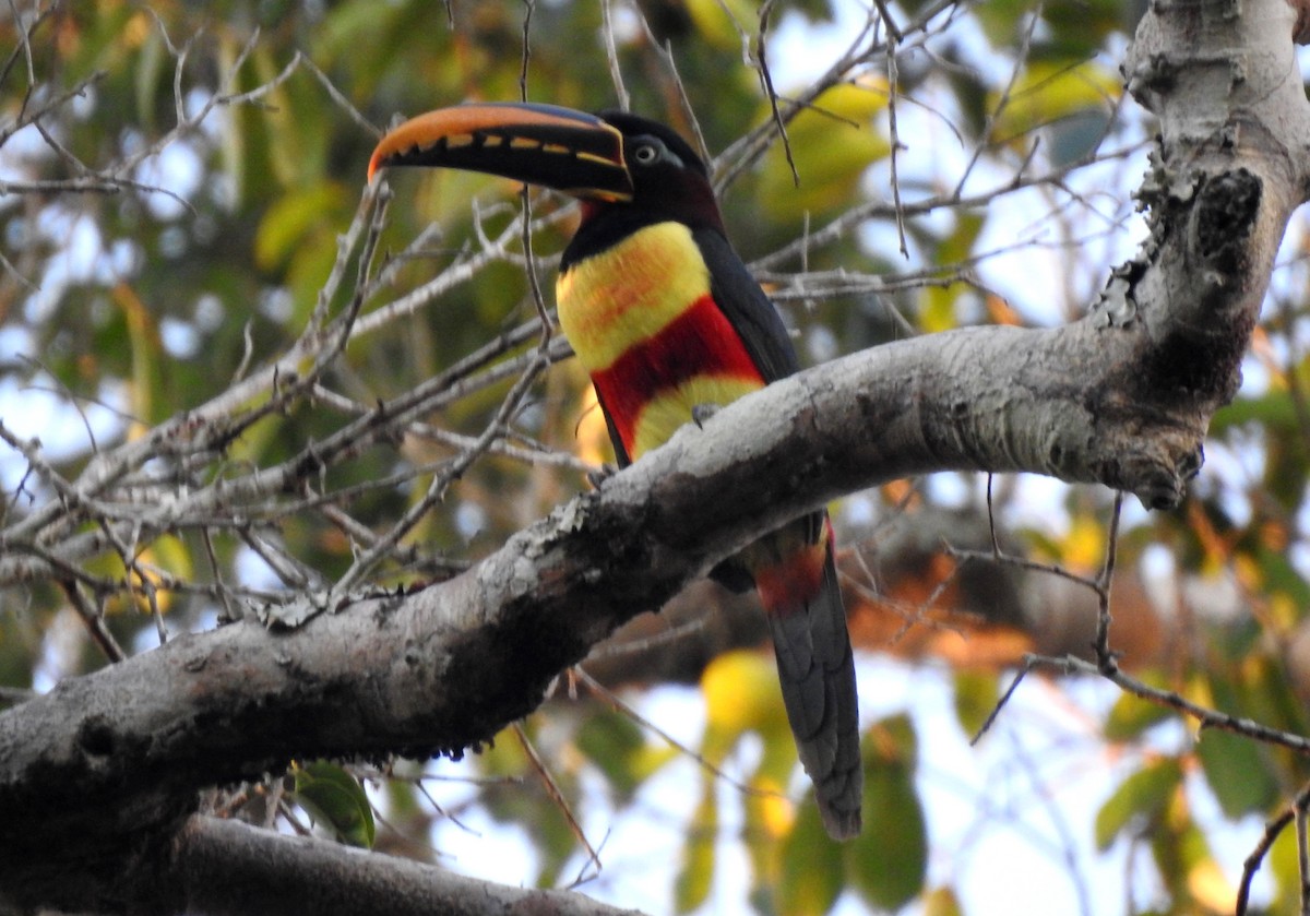 Braunohrarassari - ML646724299