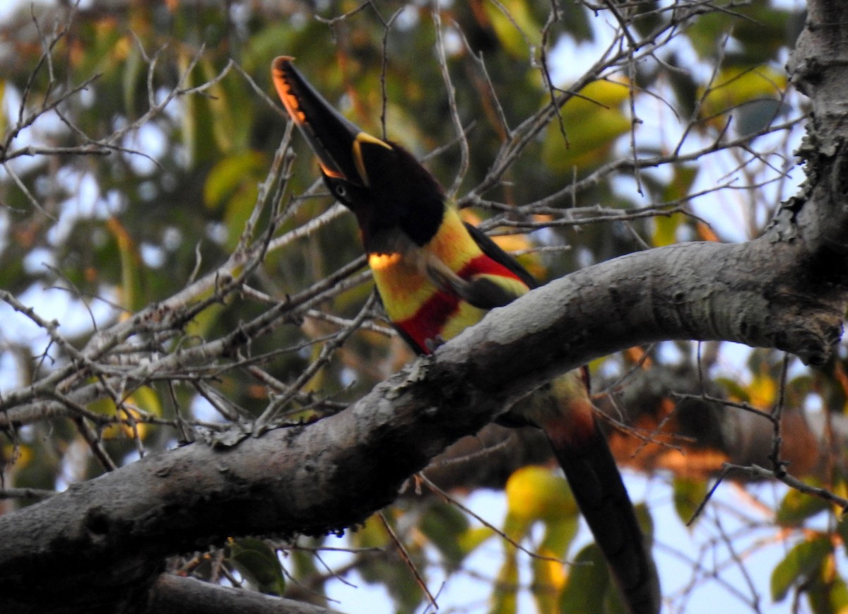 Braunohrarassari - ML646724300