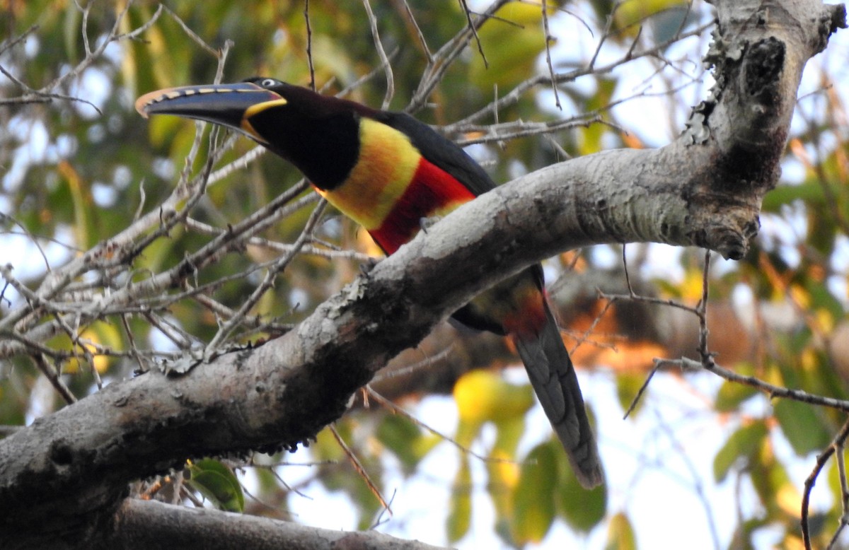 Braunohrarassari - ML646724301