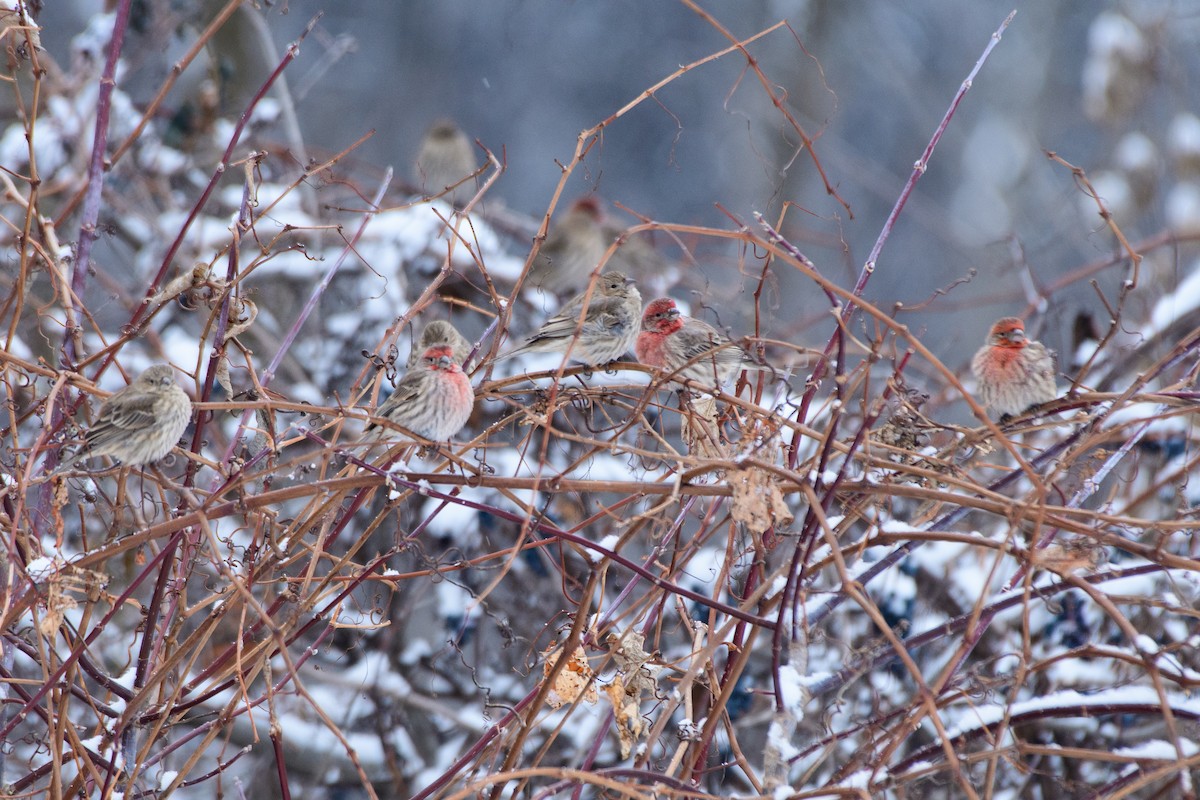 House Finch - ML646724308