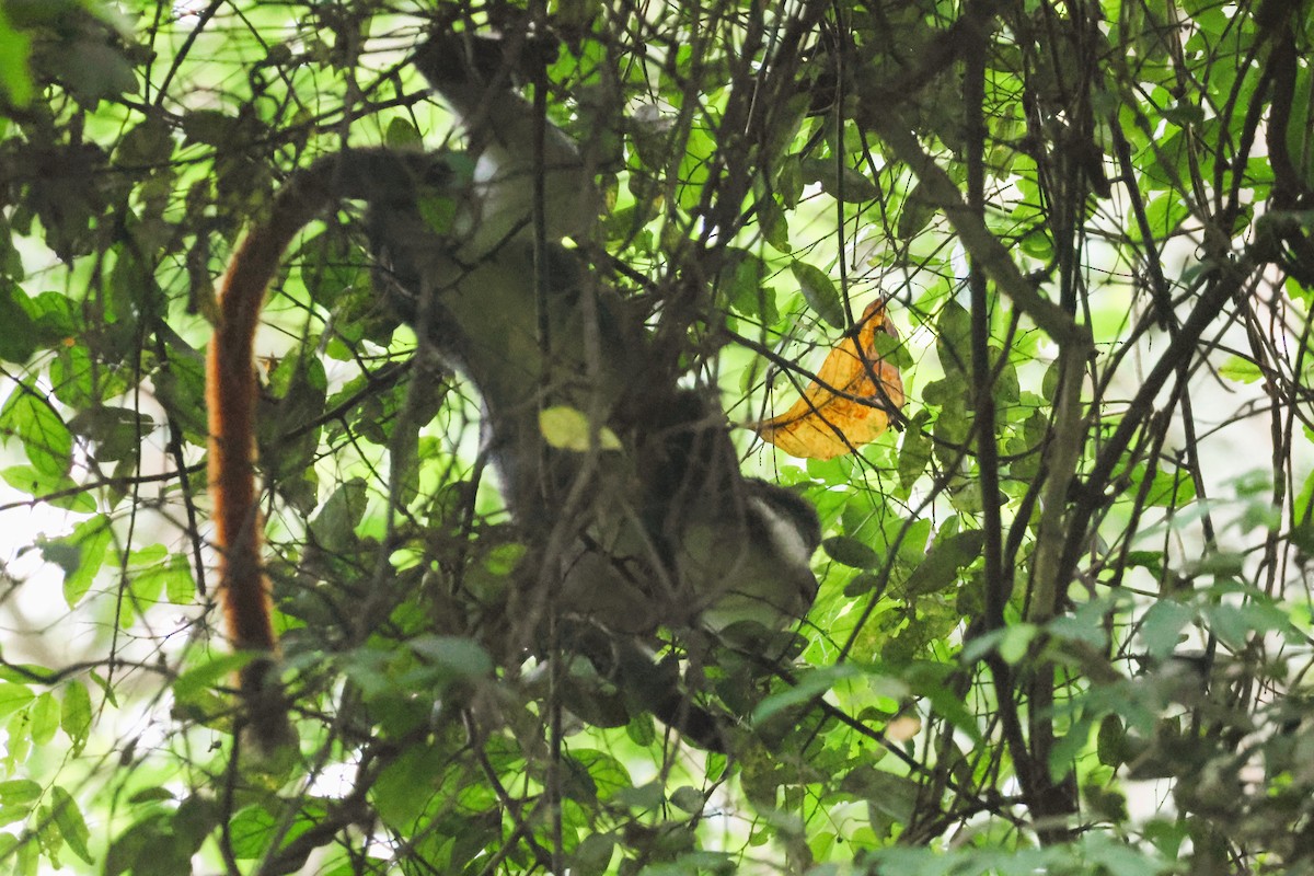 Cercopithèque ascagne - ML646724311