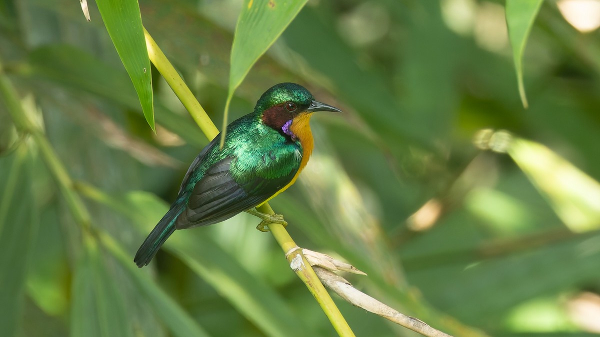 Ruby-cheeked Sunbird - ML646724312