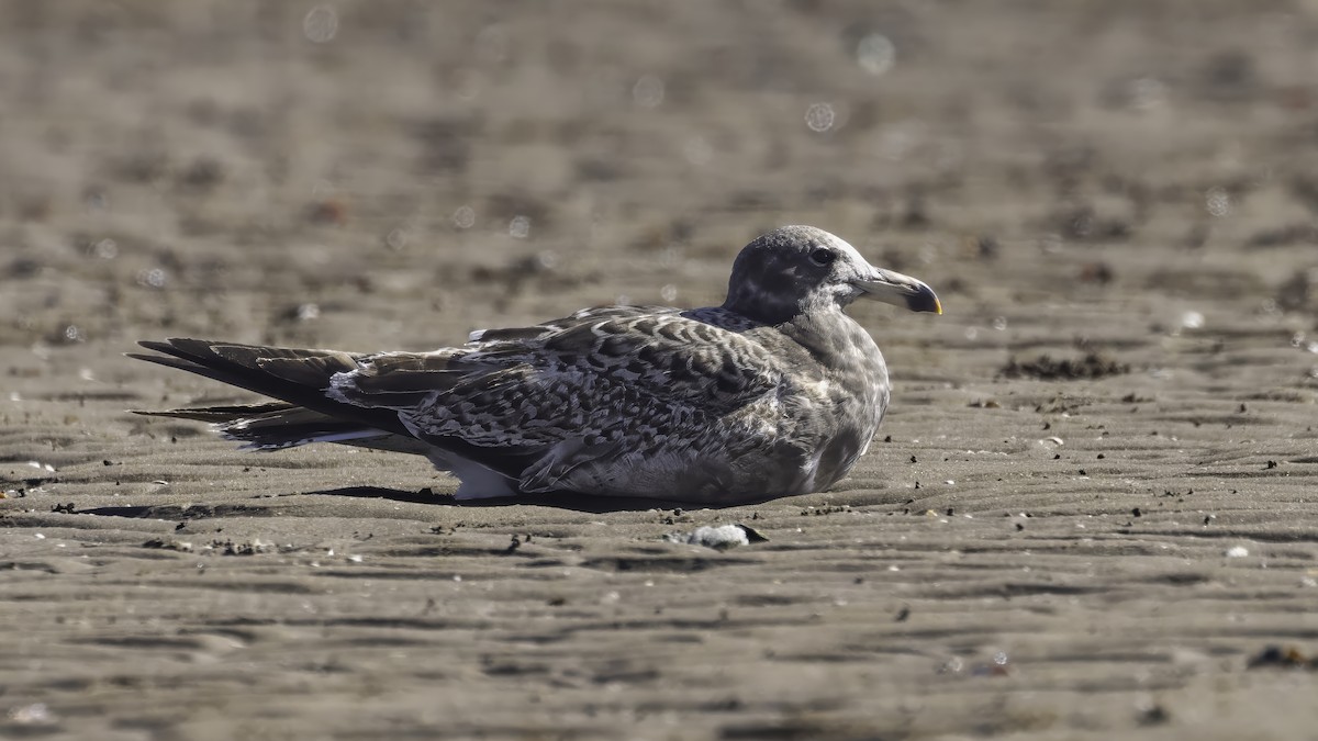 アルゼンチンカモメ - ML646724314