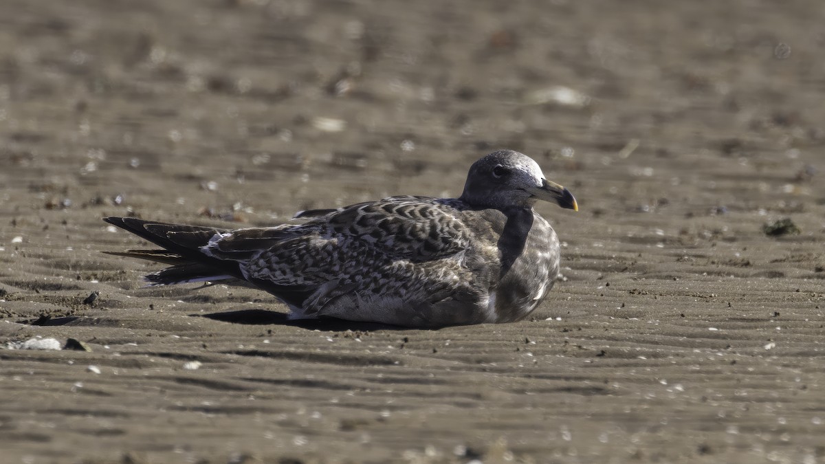 アルゼンチンカモメ - ML646724315