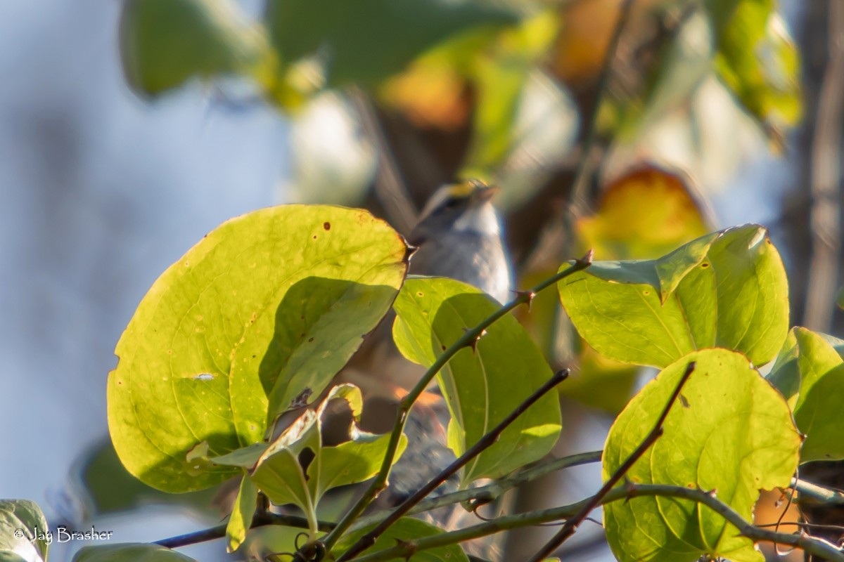 White-throated Sparrow - ML646724321