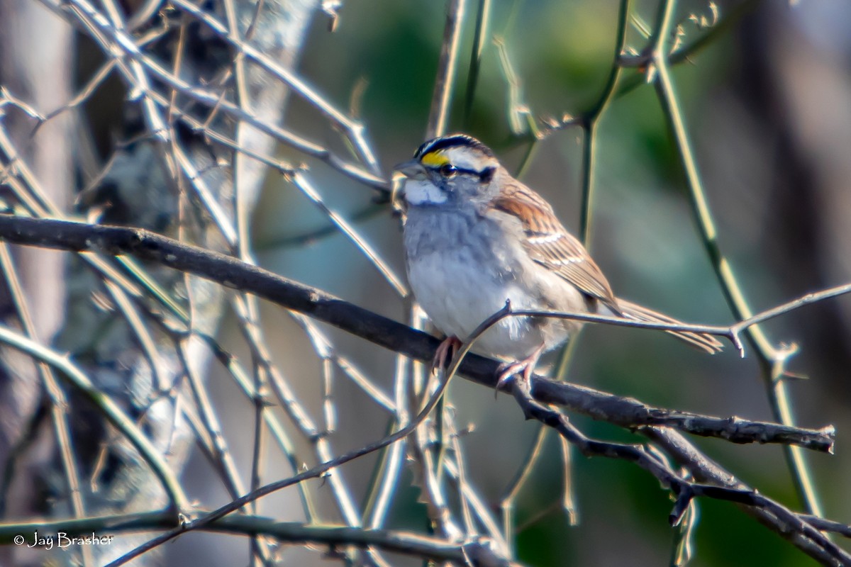 Bruant à gorge blanche - ML646724322