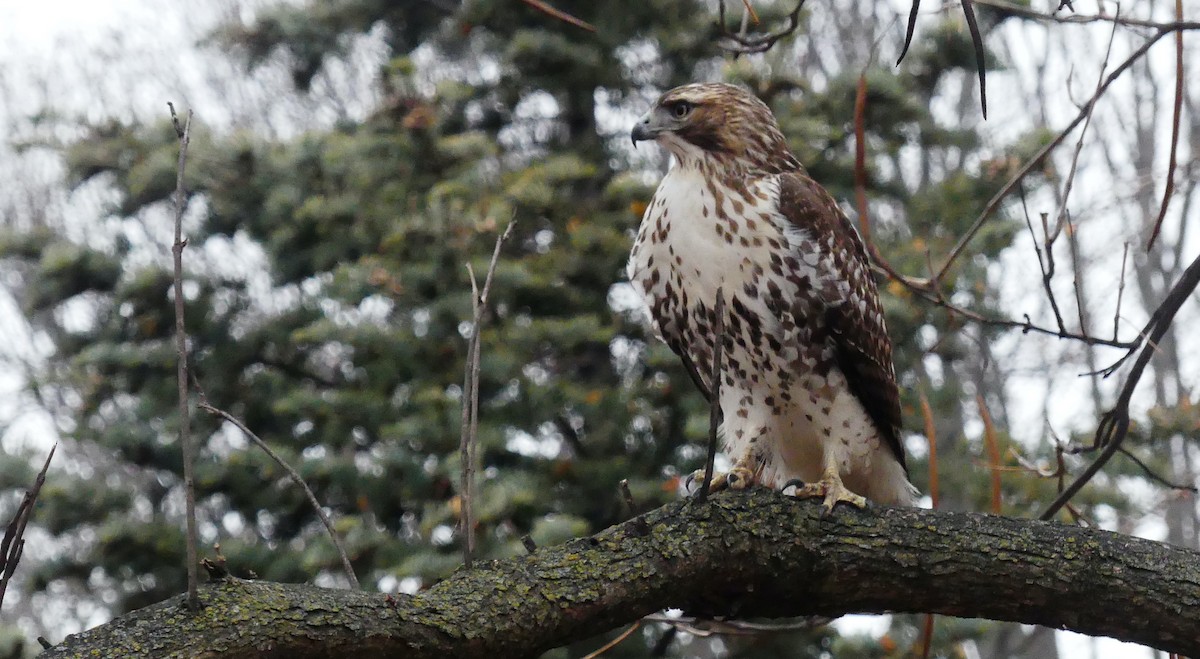 Buse à queue rousse - ML646724323