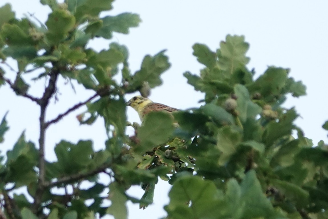 Escribano Cerillo - ML646724326