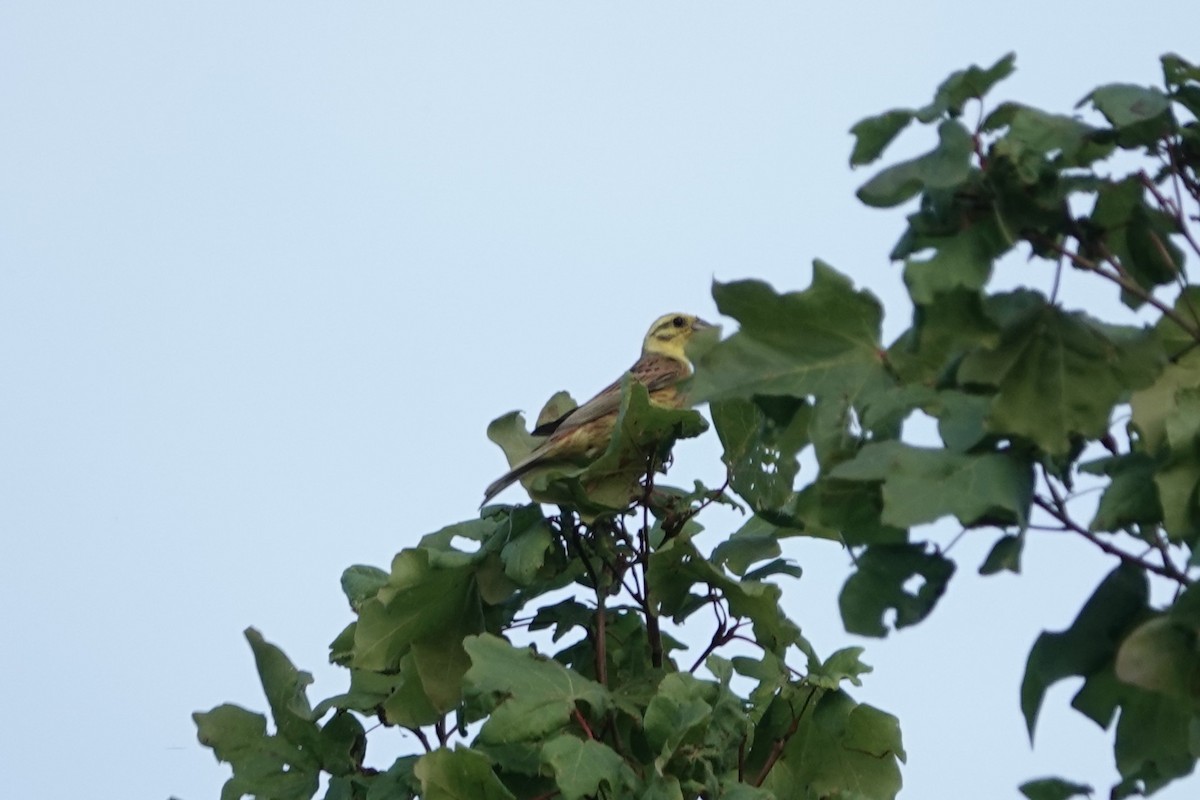 Escribano Cerillo - ML646724327