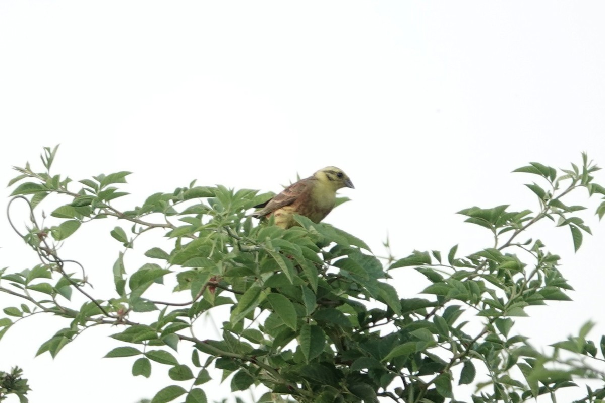 Escribano Cerillo - ML646724330