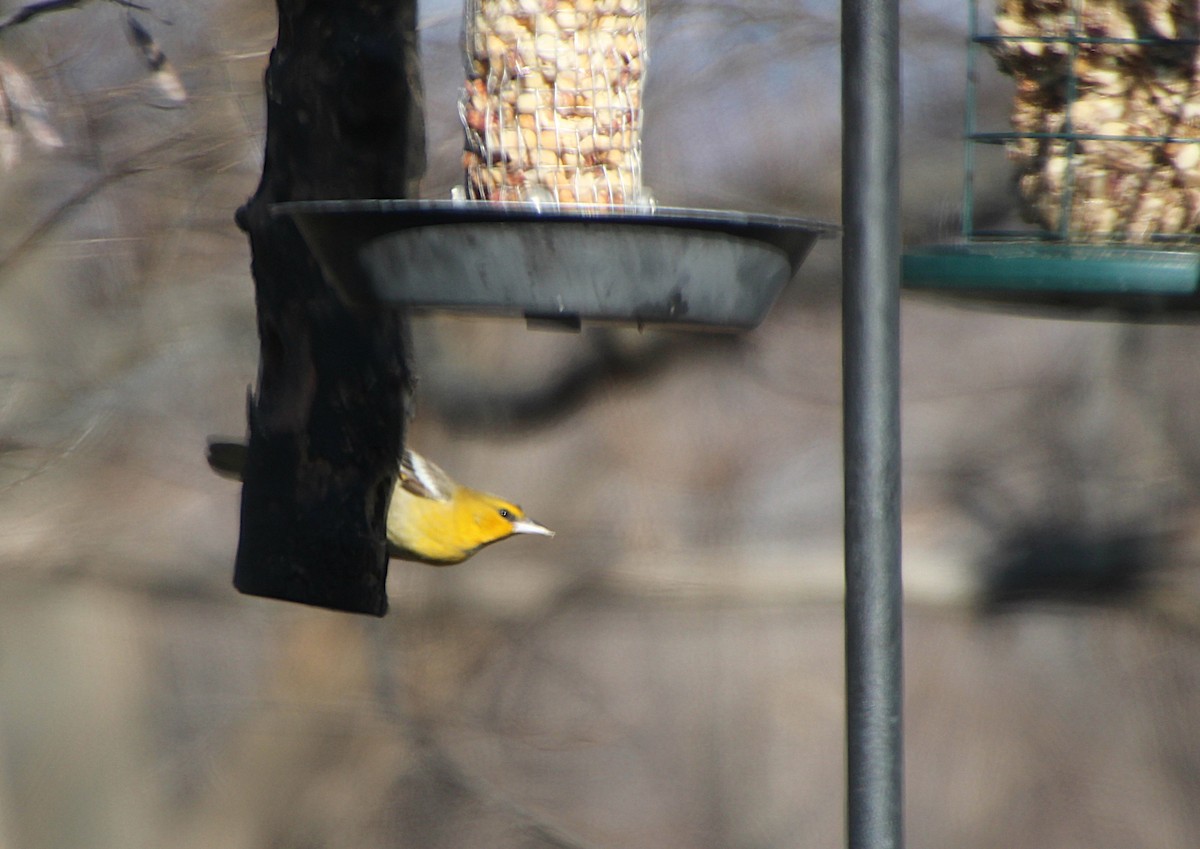 Turpial de Bullock - ML646724332