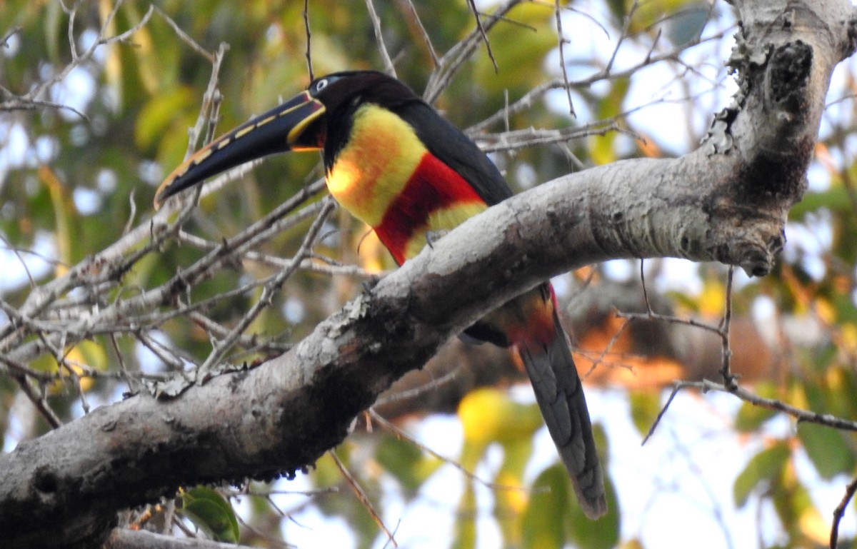 Braunohrarassari - ML646724345