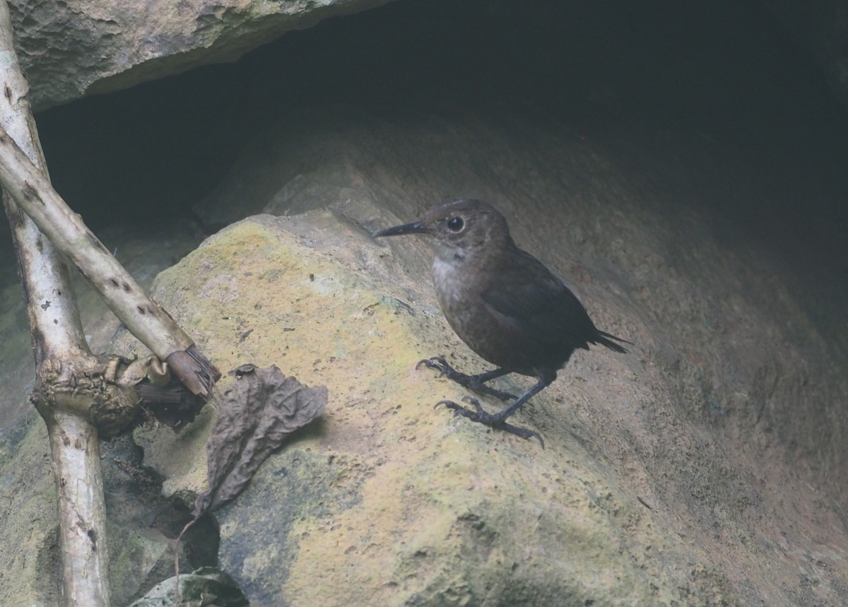 Тёмный крапивник - ML646724346