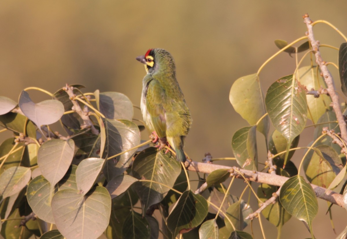 smedskjeggfugl - ML646724347