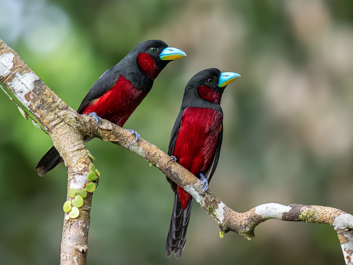 Black-and-red Broadbill - ML646724351