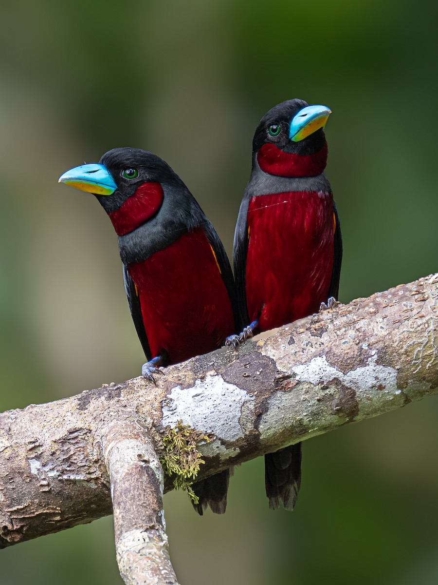Black-and-red Broadbill - ML646724352