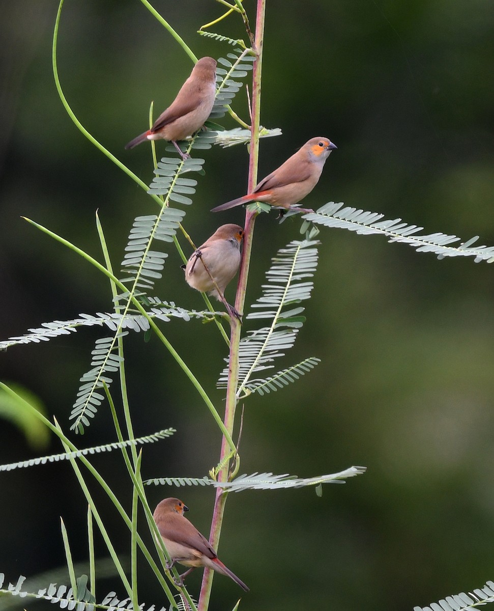 Al Yanaklı Mumgaga - ML646724354