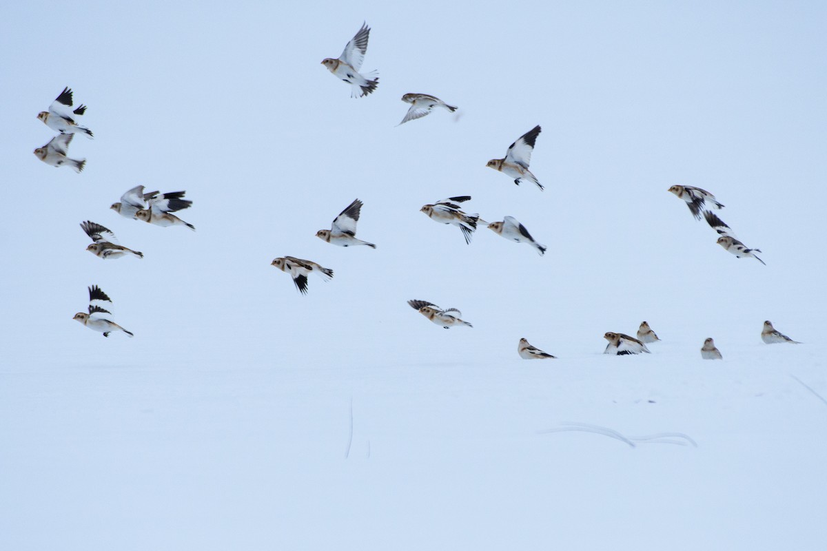 ユキホオジロ - ML646724357