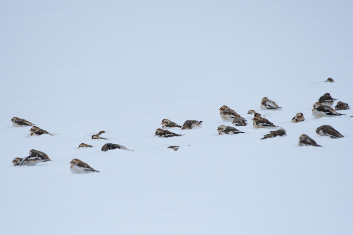 ユキホオジロ - ML646724360