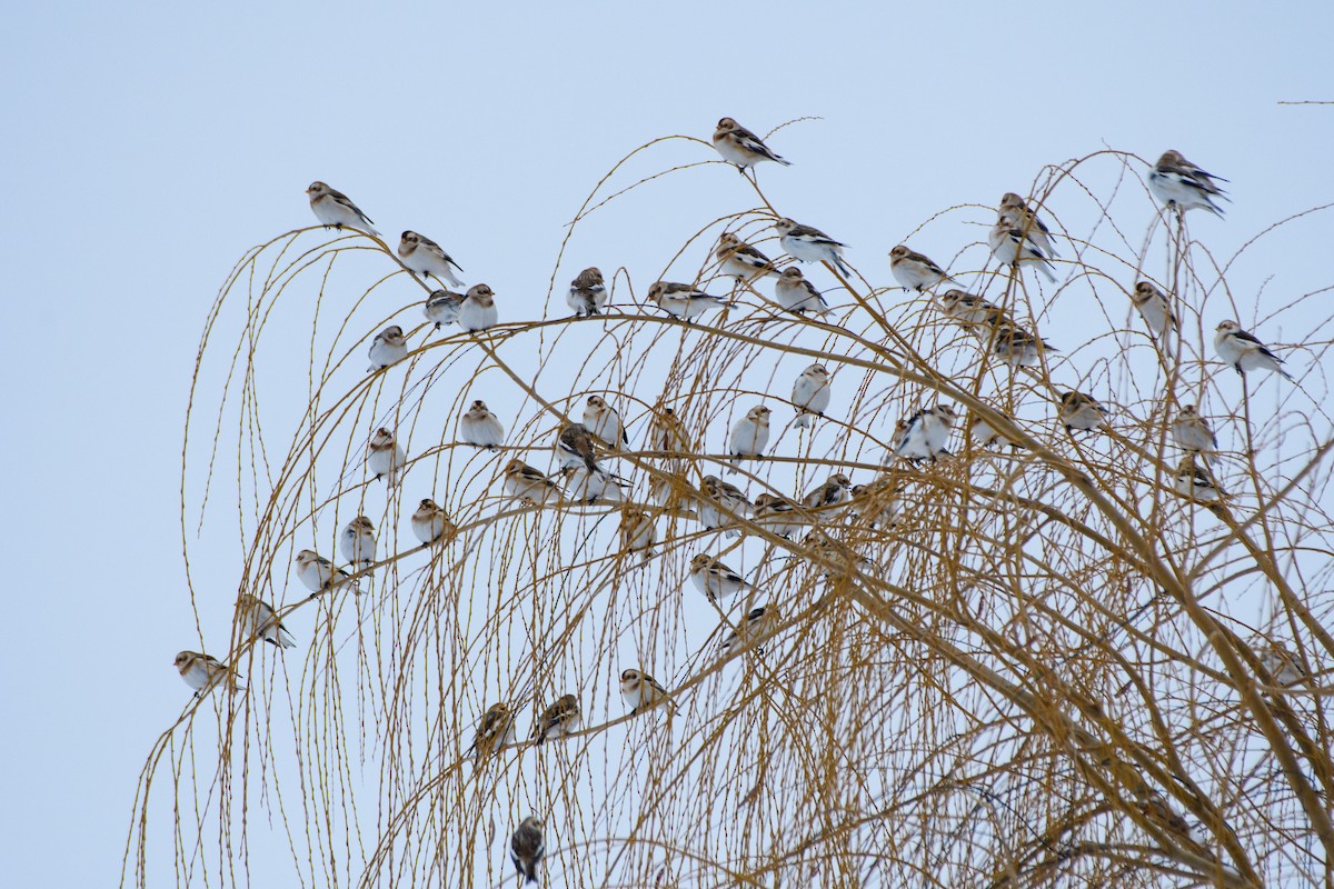 ユキホオジロ - ML646724361