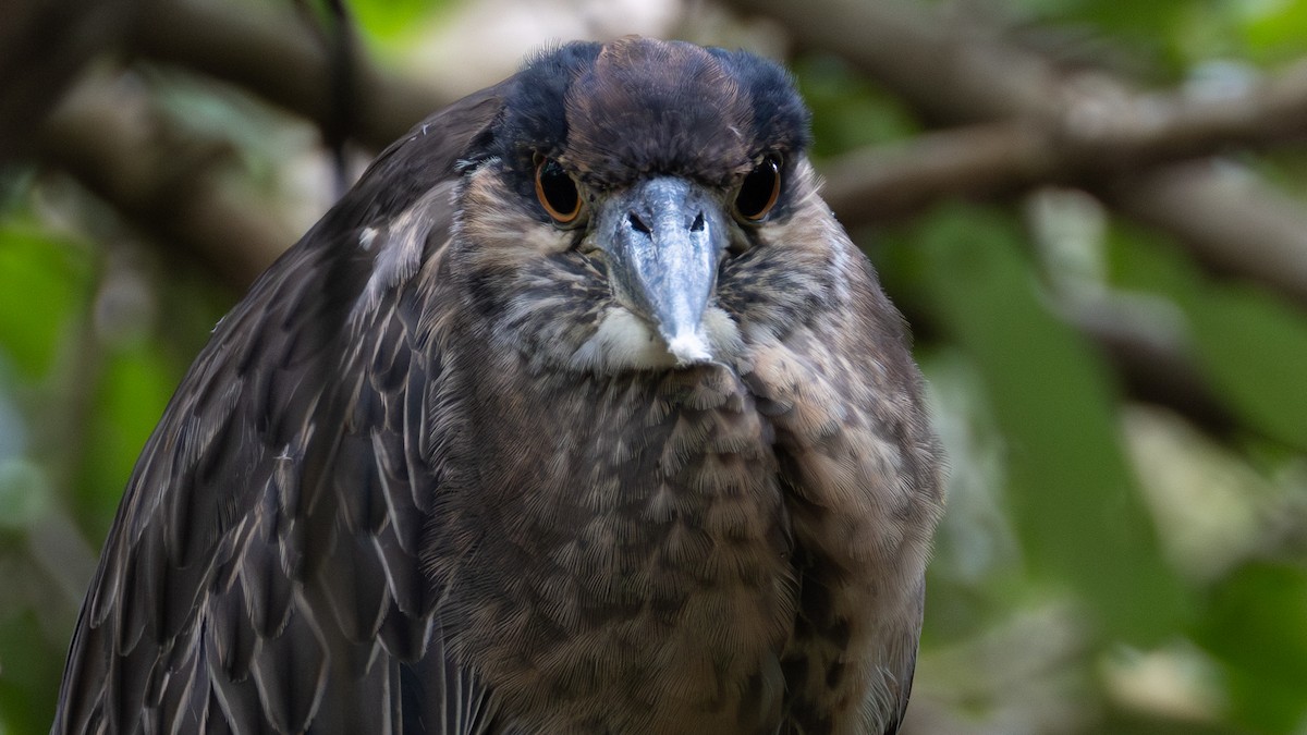 Yellow-crowned Night Heron - ML646724363