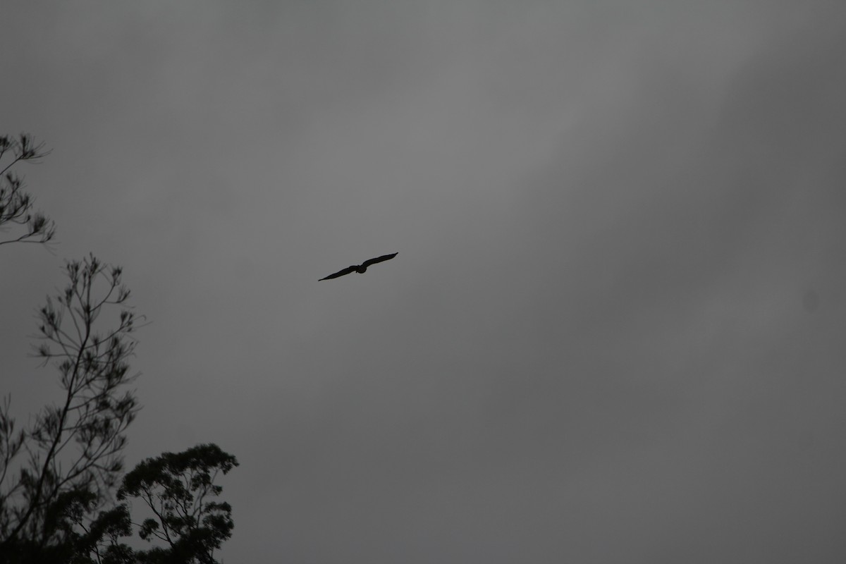 Pacific Baza - ML646724366