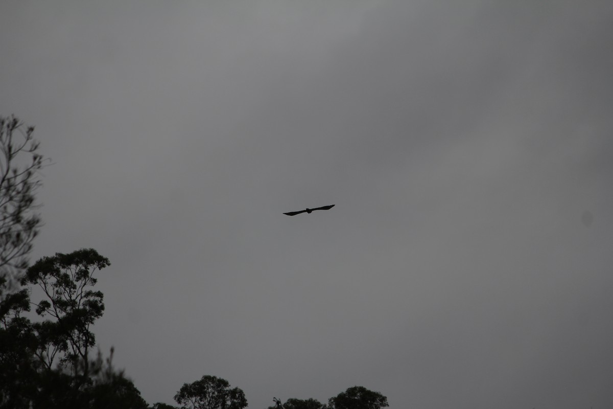 Pacific Baza - ML646724367