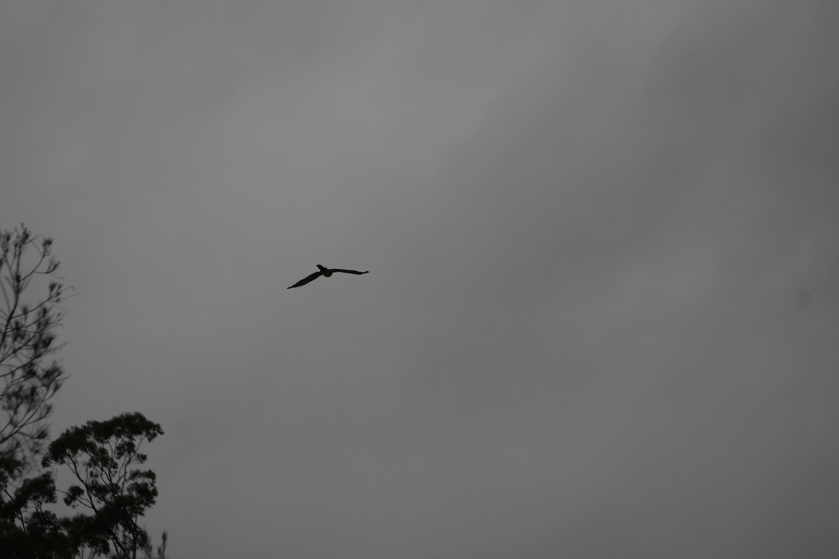 Pacific Baza - ML646724368