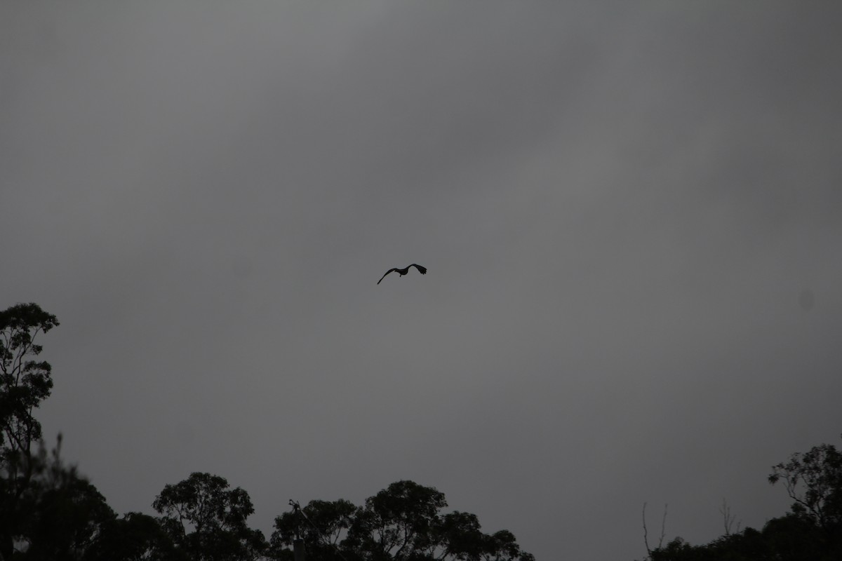 Pacific Baza - ML646724370