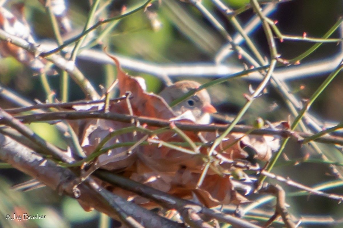 Bruant des champs - ML646724377