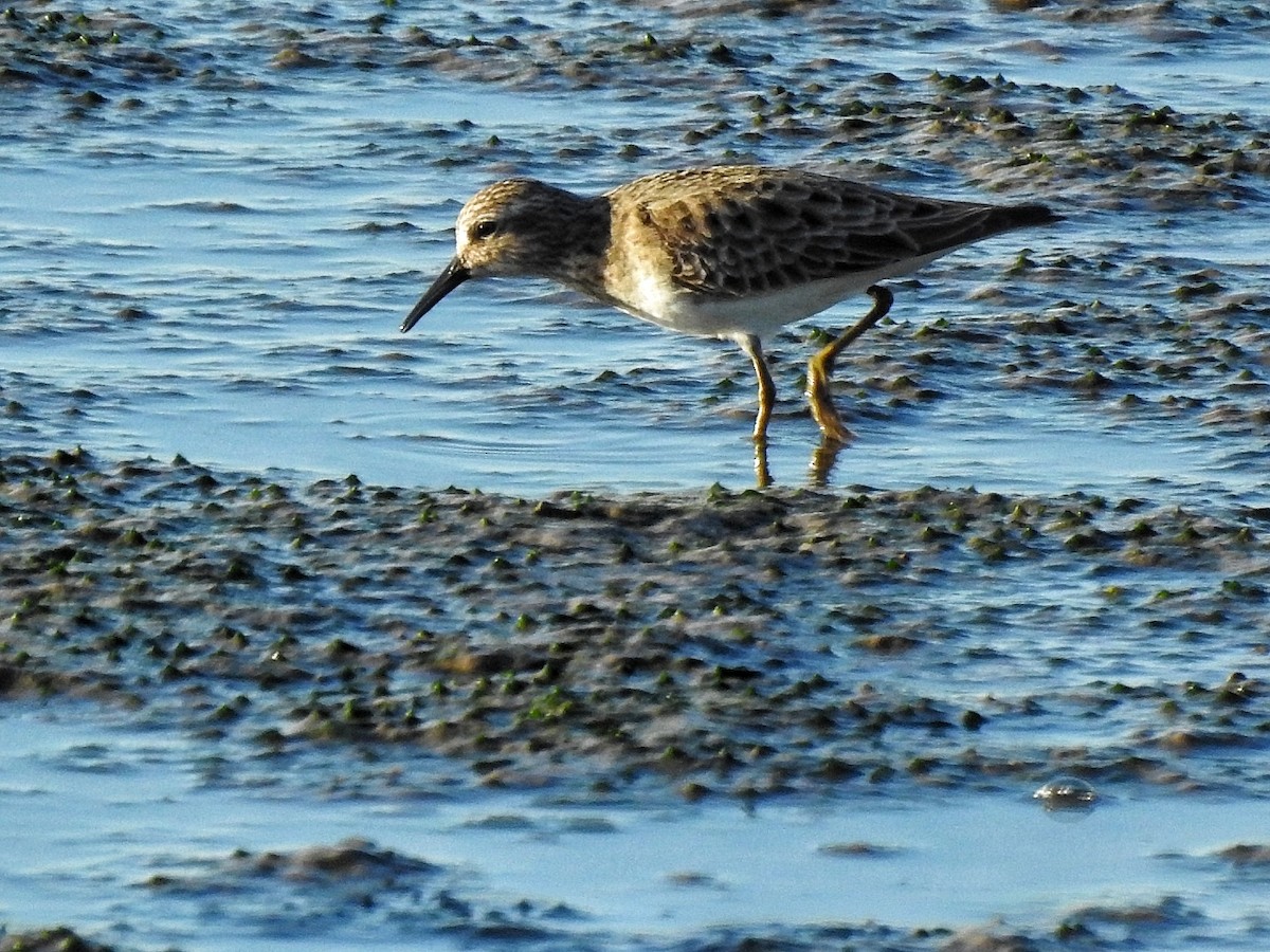 jespák drobný - ML646724389