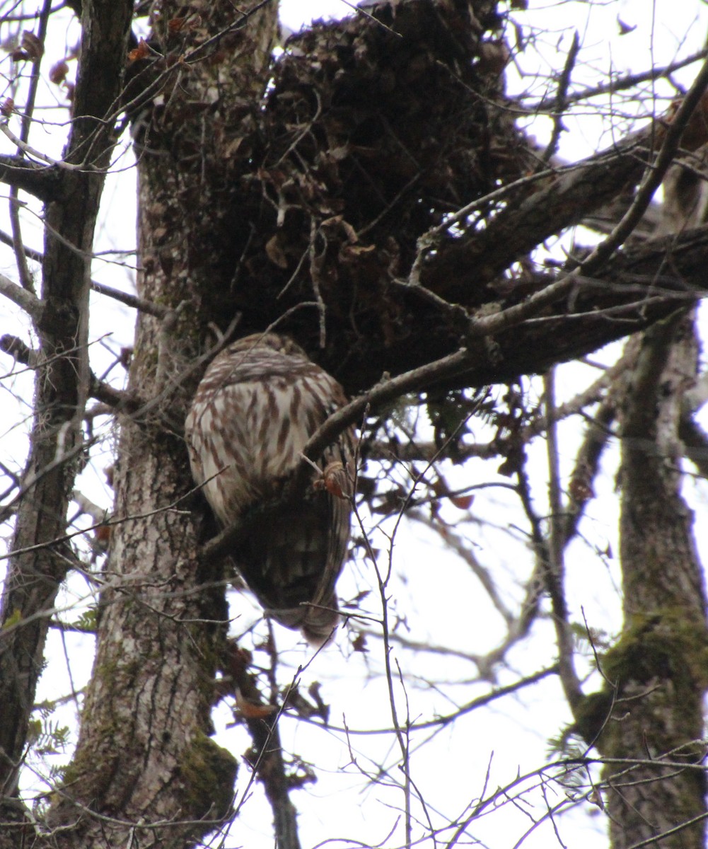 Cárabo Norteamericano - ML646724390