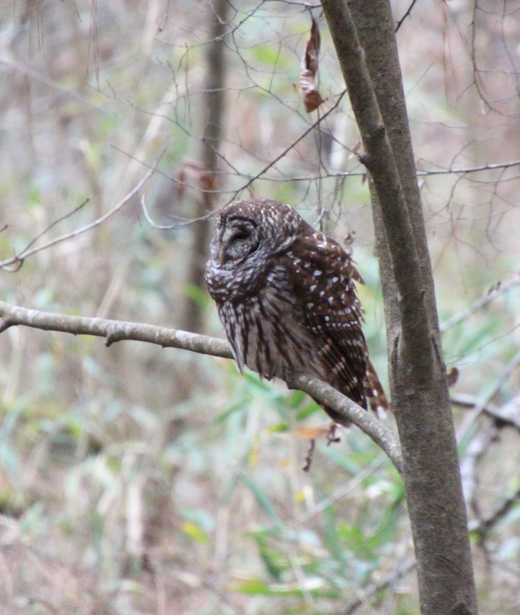 Cárabo Norteamericano - ML646724391