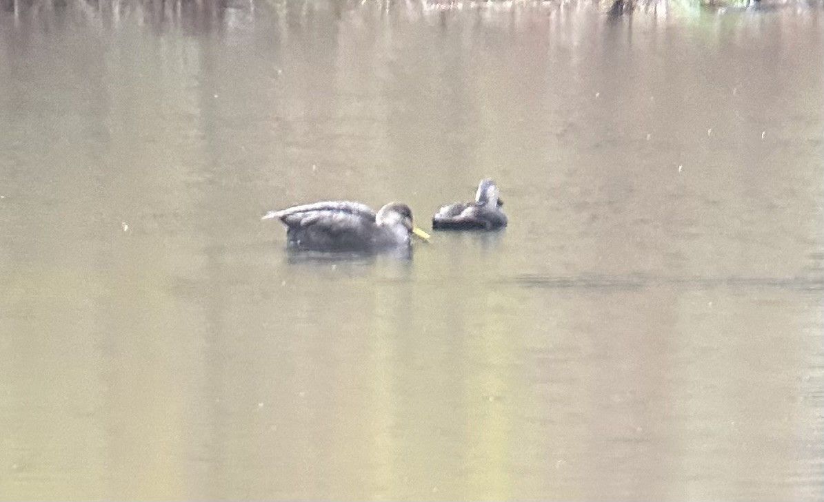 American Black Duck - ML646724393