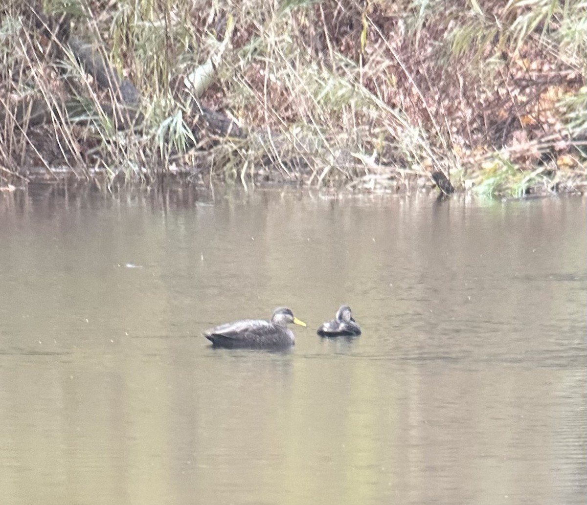 American Black Duck - ML646724394