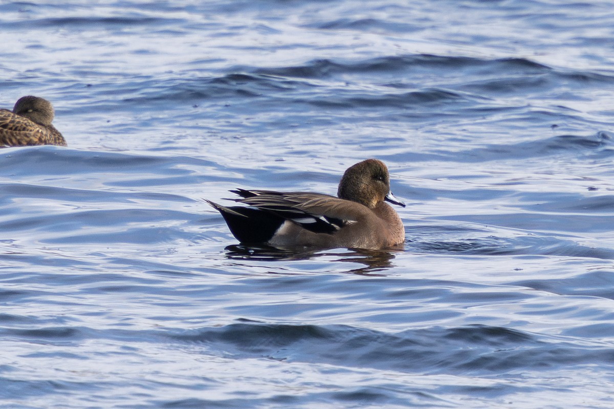 duck sp. - ML646724395