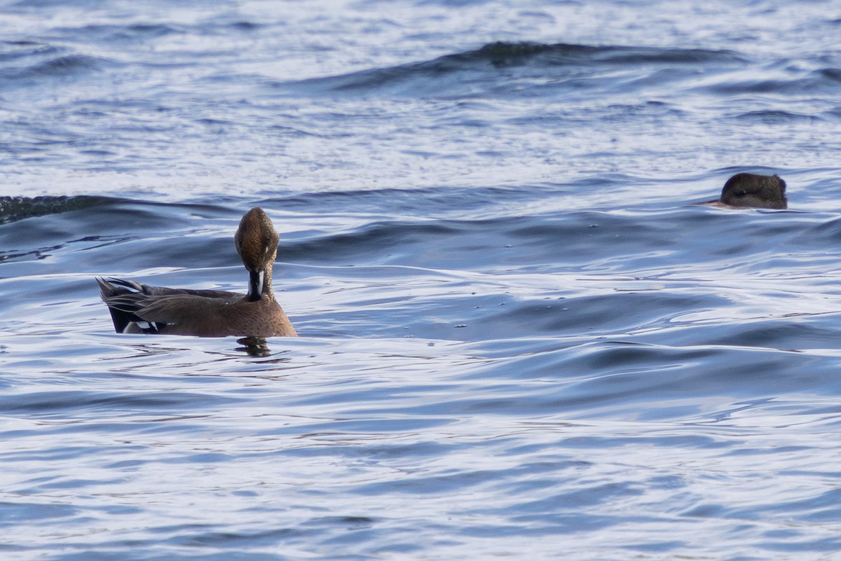 duck sp. - ML646724396