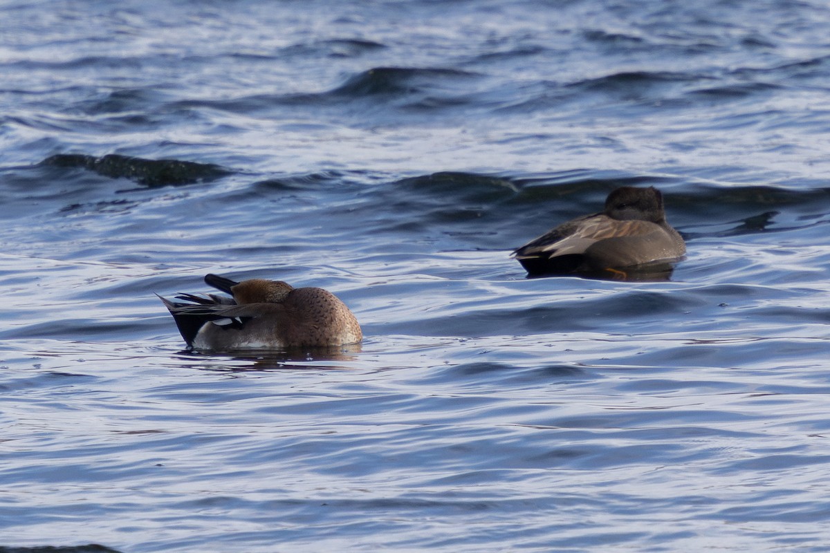 duck sp. - ML646724397