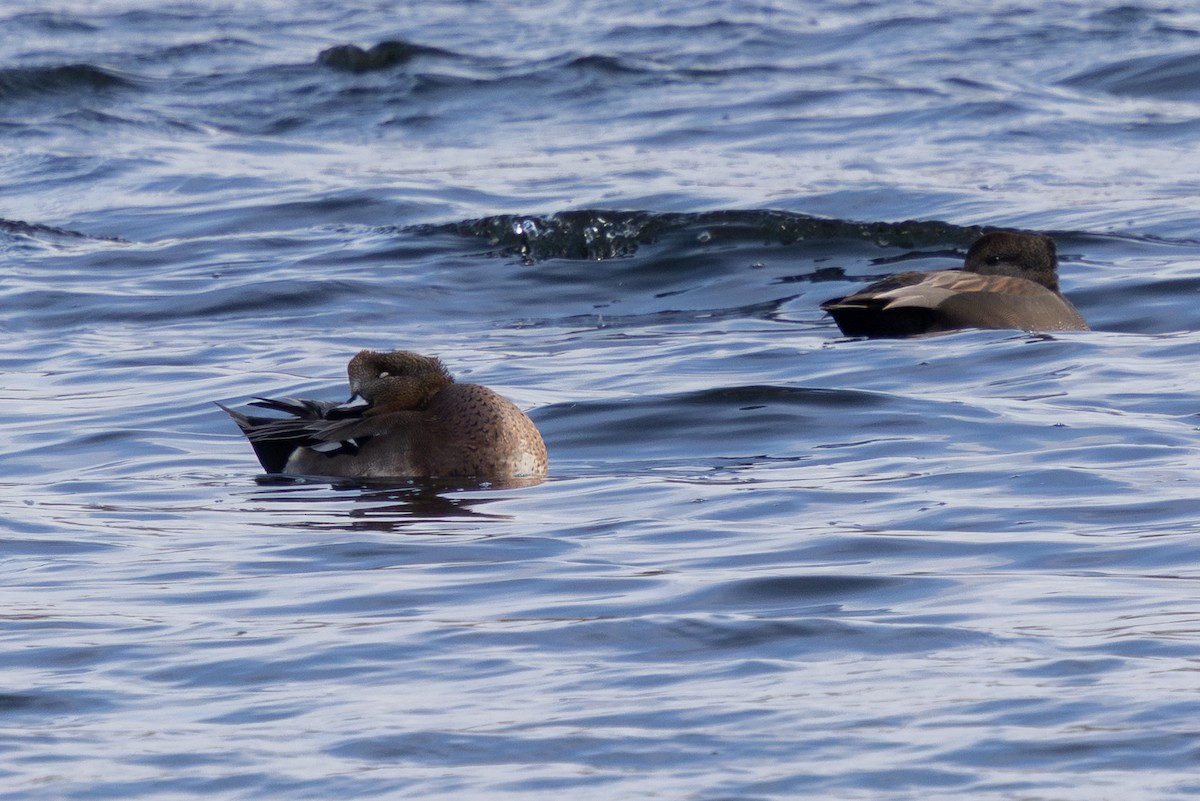 duck sp. - ML646724398