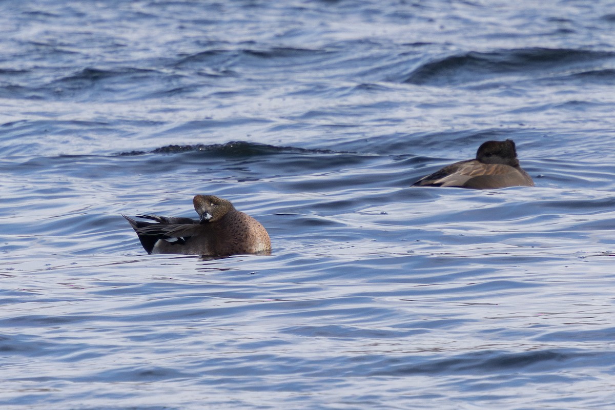 duck sp. - ML646724399