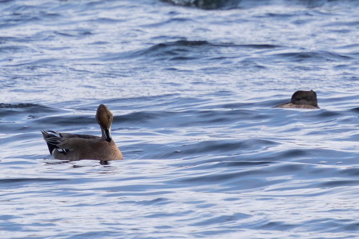 duck sp. - ML646724400