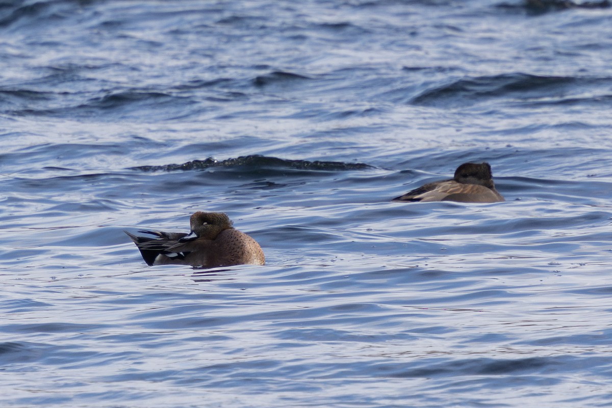 duck sp. - ML646724401